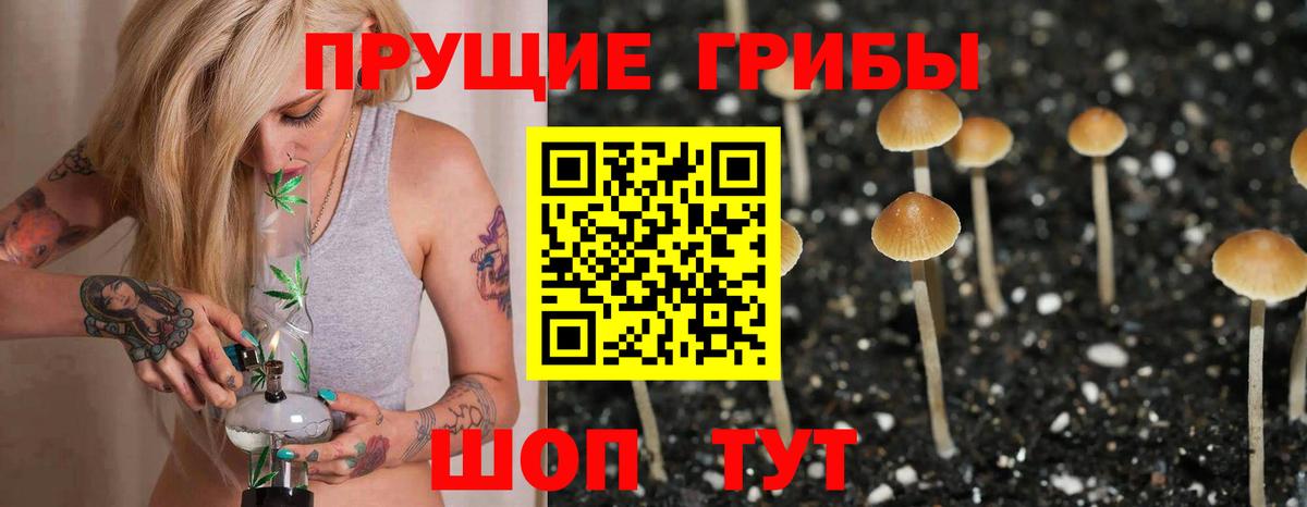 Псилоцибиновые грибы Psilocybine cubensis Боровичи
